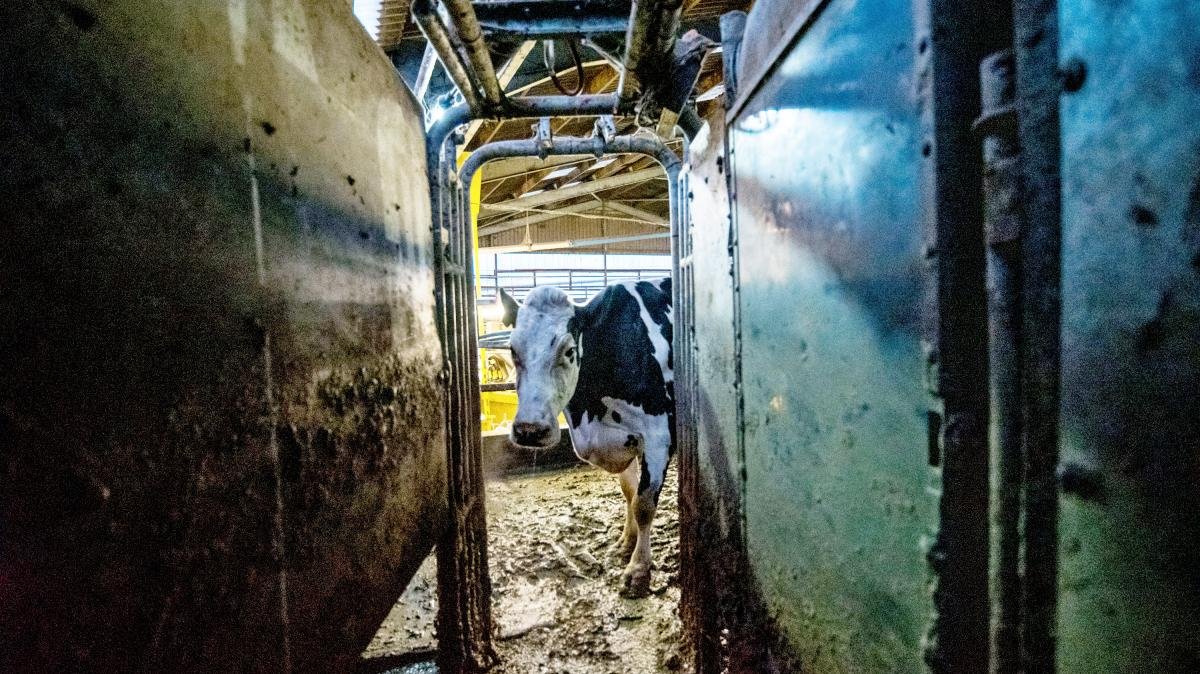 Cow